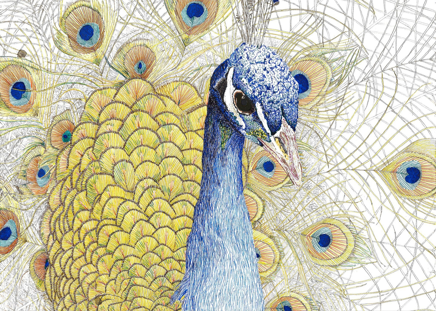 The Peacock (11"x14" framed print)